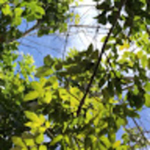 Meet your Posher, Leía